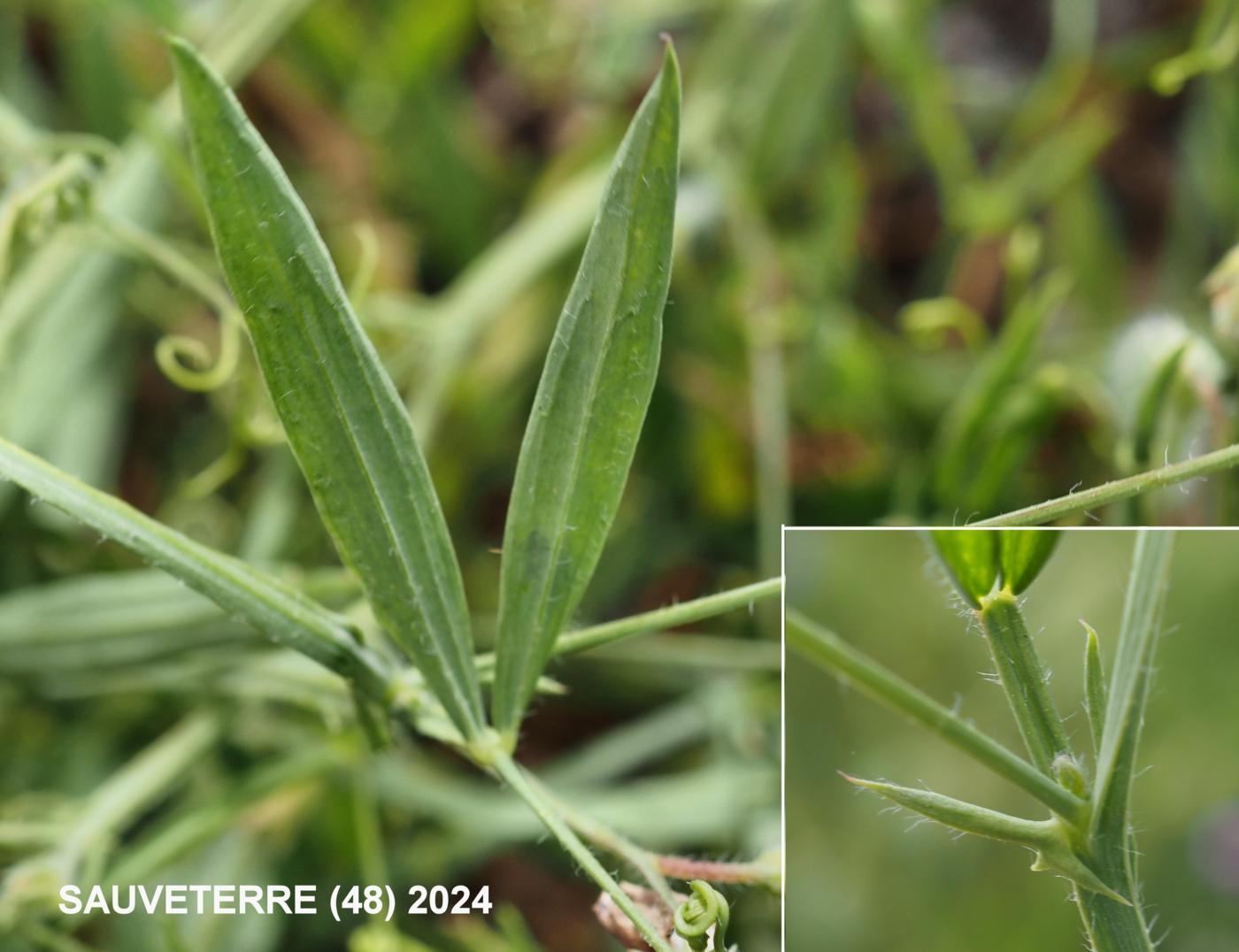 Vetchling, Hairy leaf